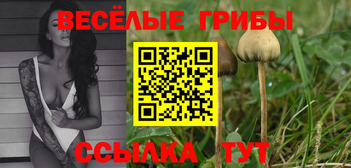 Псилоцибиновые грибы Psilocybe  Галлюциногенные грибы прущие грибы  Мурманск  Вход с VPN 